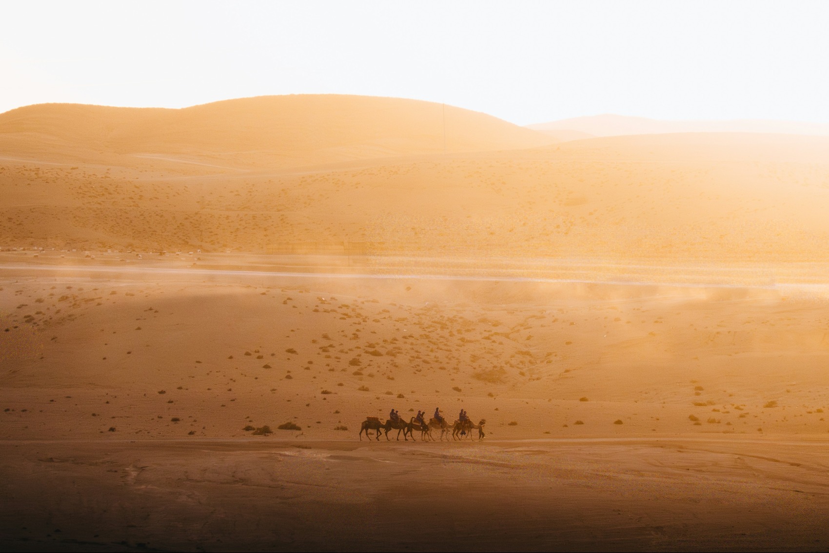 Camels walking across the Sahara Desert near Marrakech